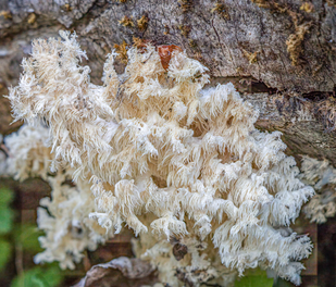 LION'S MANE