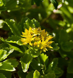 RHODIOLA ROSEA