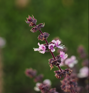 HOLY BASIL