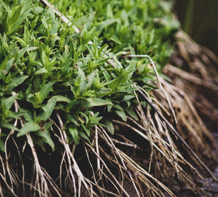 VALERIAN ROOT