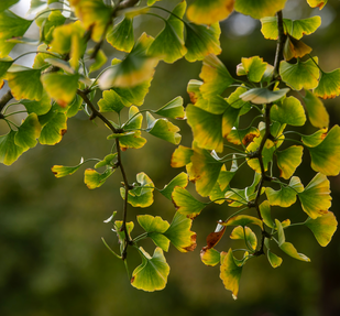 GINKGO BILOBA