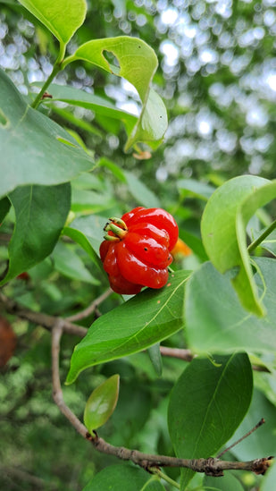 ASHWAGANDHA