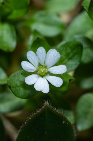 BACOPA MONNIERI